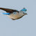 Mountain Bluebird